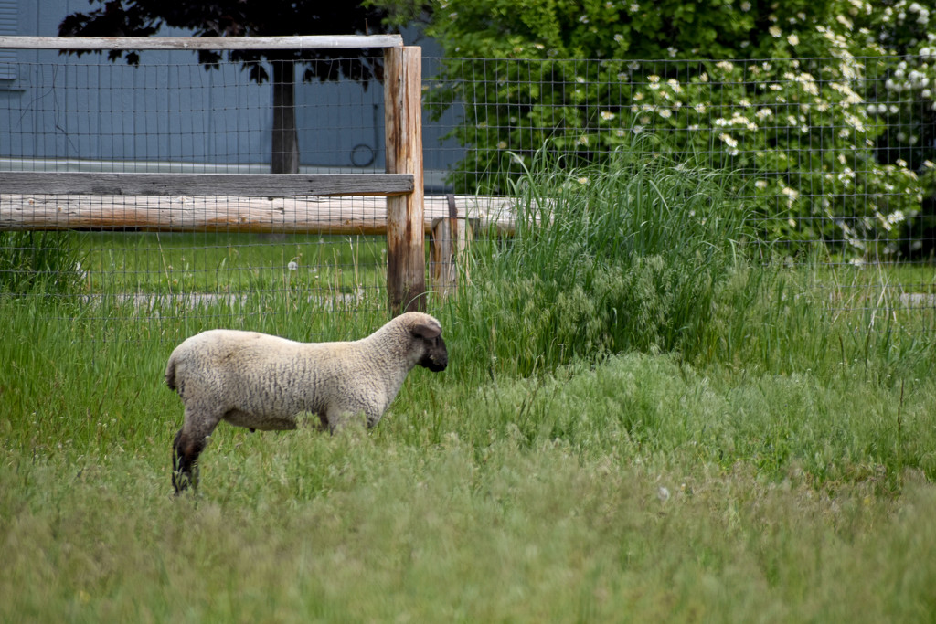 Spring Lamb by bjywamer