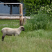 Spring Lamb by bjywamer