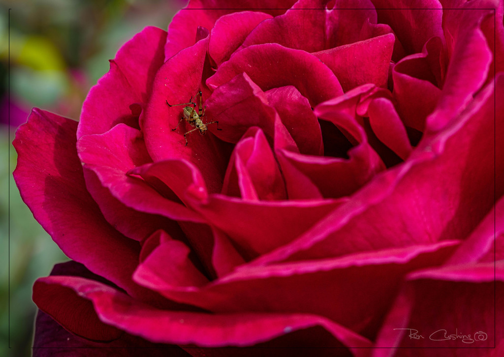 Every Rose Has Its Thorn......and Bug by stray_shooter