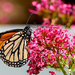 Butterfly Garden by redy4et