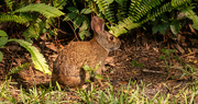 30th May 2020 - Bunny Rabbit in the Backyard!