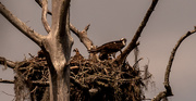 30th May 2020 - One of My Other Osprey Nest!