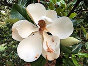 31st May 2020 - Magnolia grandiflora