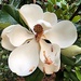 Magnolia grandiflora by congaree