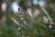 31st May 2020 - Mosquito orchid