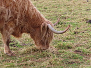 30th May 2020 - Highland Cow