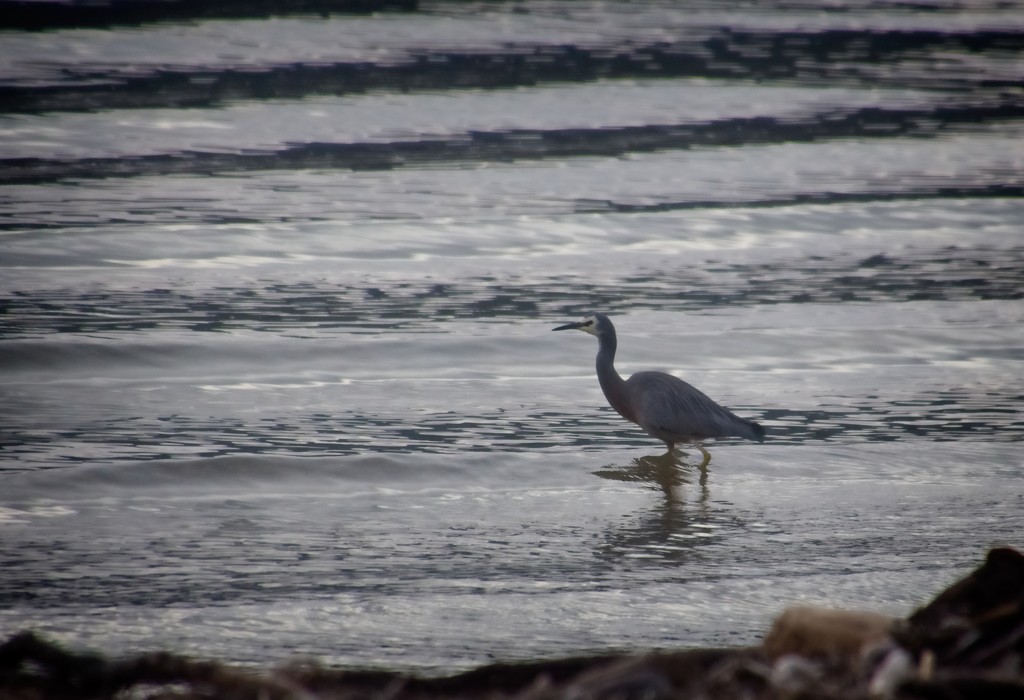 Heron wading by kiwinanna