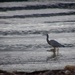 Heron wading by kiwinanna