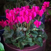 31st May 2020 - Cyclamens on sale