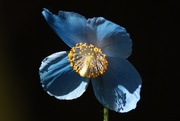 30th May 2020 - Himalayan blue poppy (meconopsis)