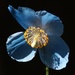 Himalayan blue poppy (meconopsis) by 365projectmaxine