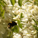 Bee by shepherdmanswife