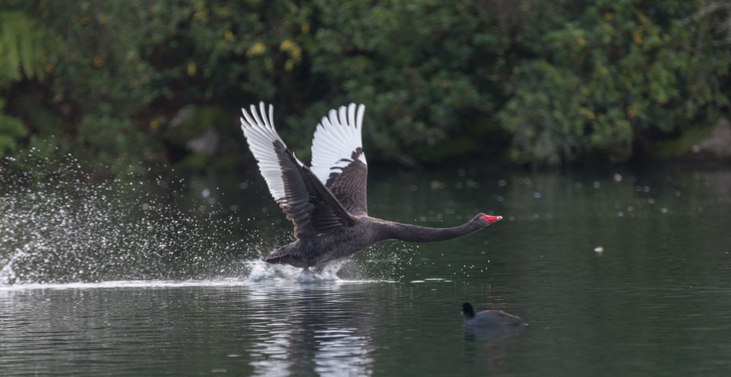 It was a long run taking off for this Black Swan by creative_shots