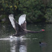 It was a long run taking off for this Black Swan by creative_shots