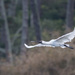 Spoonbill coming into land