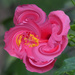 Hibiscus Twirled by lilh