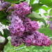 Double bloom lilac by bruni