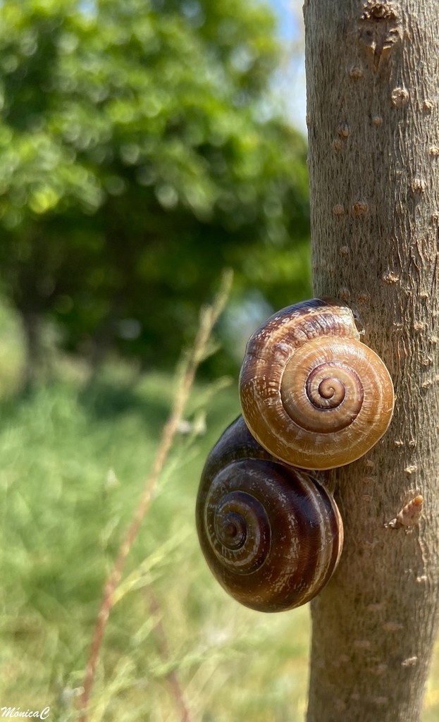 Snails by monicac