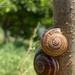 Snails by monicac