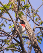 27th May 2020 - red-breasted grosbeak