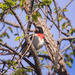 red-breasted grosbeak by aecasey