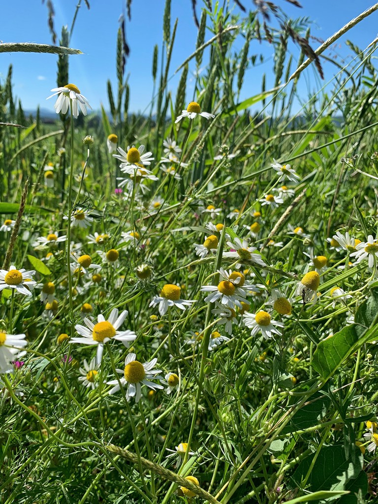 Petites fleurs des champs.  by cocobella