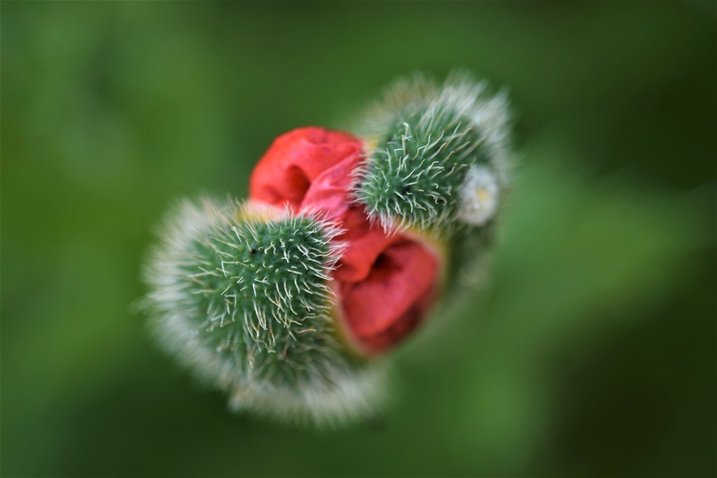 another poppy by christophercox