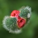 another poppy by christophercox