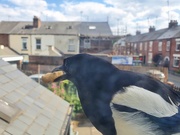 31st May 2020 - Magpie taking a monkey nut 