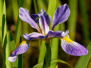 31st May 2020 - southern blue flag iris