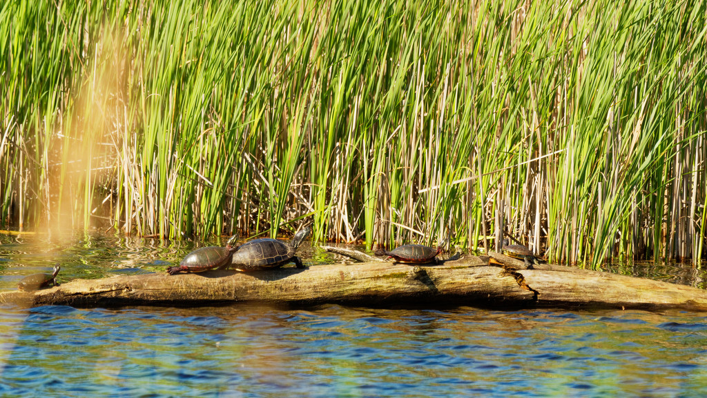 painted turtles on a log by rminer