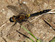 31st May 2020 - Dot-tailed whiteface dragonfly