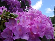 31st May 2020 - Even More Rhododendrons