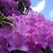 Even More Rhododendrons by julie