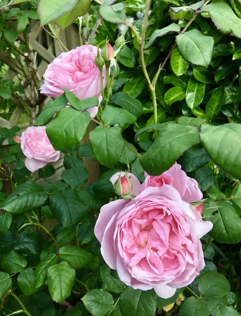 David Austin old fashioned rose.. This Sceptered Isle by moominmomma