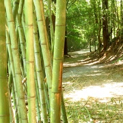 31st May 2020 - Final Foray Into the Bamboo Forest
