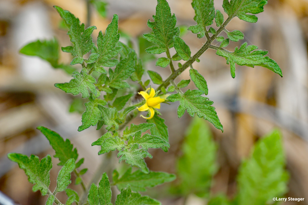 First tomato flower of the year by larrysphotos