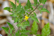 31st May 2020 - First tomato flower of the year