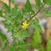 First tomato flower of the year by larrysphotos