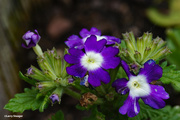 31st May 2020 - Purple and white bedding plant