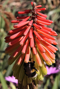 31st May 2020 - Red Hot Pokers