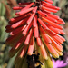 Red Hot Pokers by 365jgh