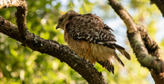 31st May 2020 - Red Shouldered Hawk All Fluffed Up!
