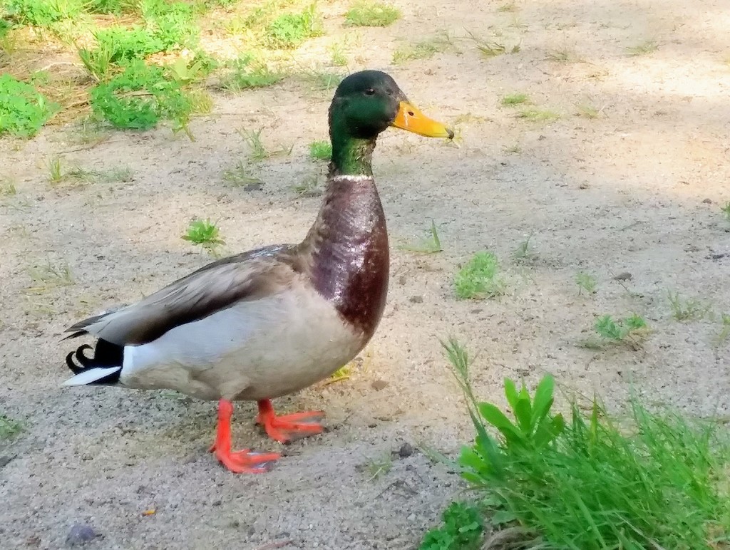 Quack by msedillo