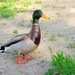 Quack by msedillo