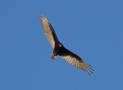 31st May 2020 - Turkey Vulture