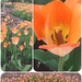 Tulips by bkbinthecity