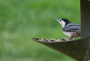 31st May 2020 - White Breasted Nuthatch