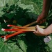 Rhubarb picking  by dawnbjohnson2