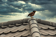 1st Jun 2020 - Bird on a Cold Tin Roof